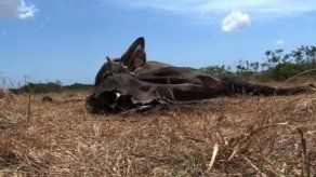 El miércoles inicia entrega de ayuda a productores afectados por sequía El miércoles inicia entrega de ayuda a productores afectados por sequía