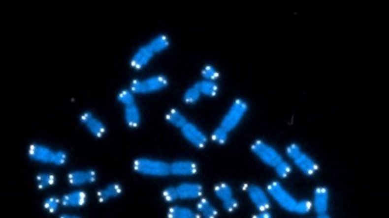 Estudio vincula a padres viejos con buena salud de nietos