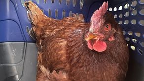 Esta fue la gallina rescatada en los predios de la Casa Blanca.