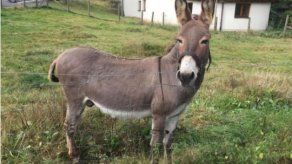 Alemania: demandan al dueño de un burro que dañó un McLaren