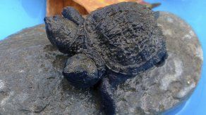 Maine: Hallan tortuga bebé bicéfala
