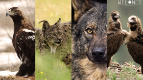 Arranca en Tokio el Festival de Cine de Naturaleza de Japón