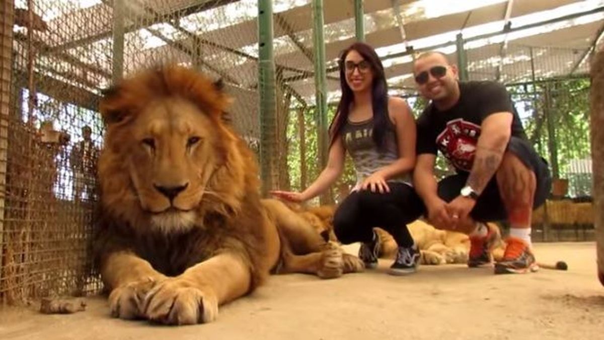 Polémica por zoo argentino que permite entrar a visitantes a jaulas de  leones
