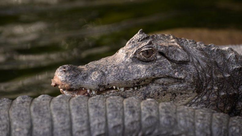 Los cocodrilos pueden dormir con un ojo abierto si hay un humano cerca