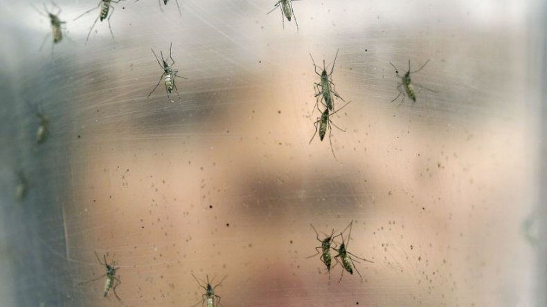 20 nuevos casos de zika, cifra se eleva a 243