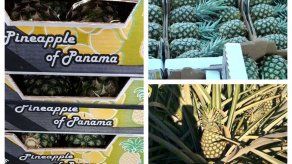Unas 1600 cajas de piña son enviadas a Suiza bajo el sello Panamá Exporta