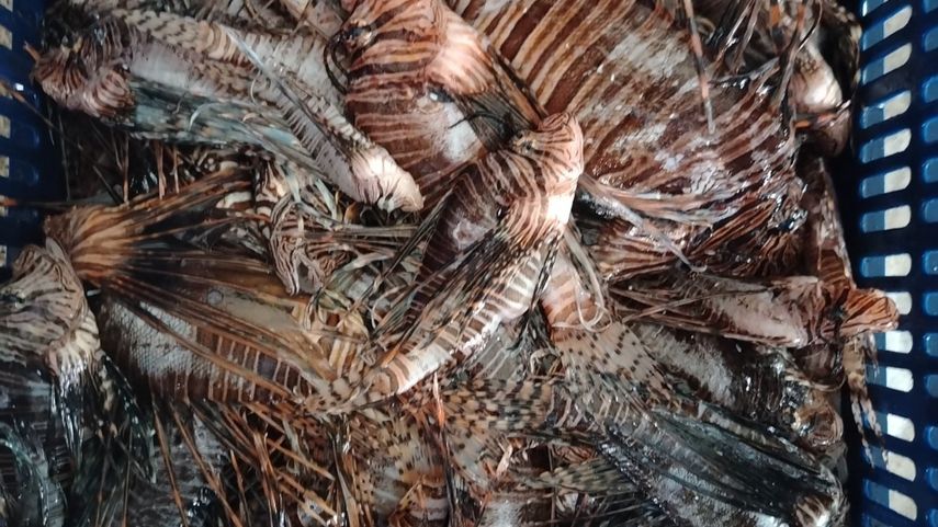 Realizan competencia de captura de pez león en Toro.