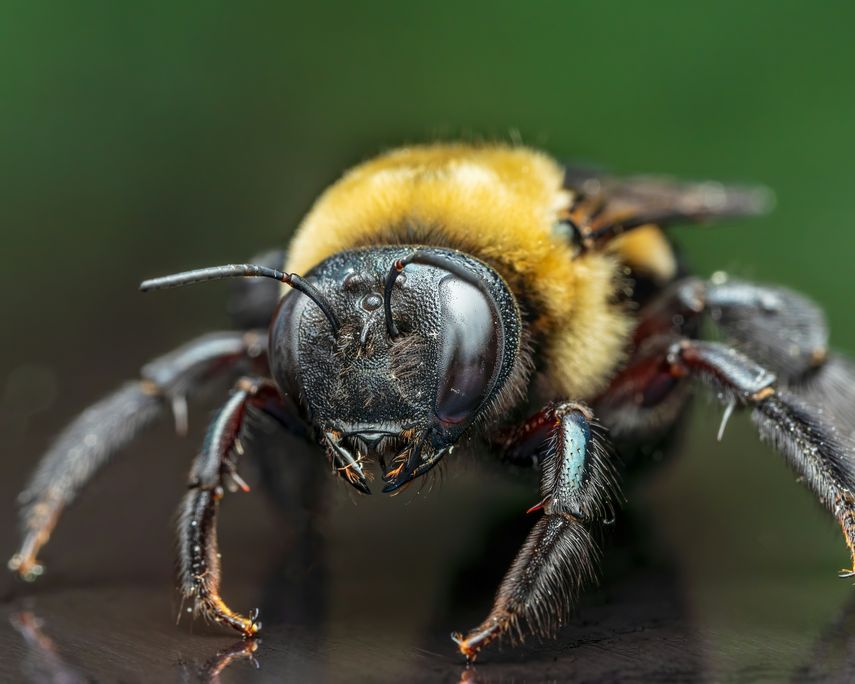 ¡Tenga cuidado! Bomberos alertan por aumento de emergencias relacionadas con abejas africanas