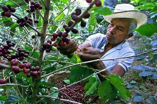 Colombia produjo 7,7 millones de sacos de café en 2012
