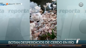 Patas, piel y vísceras de cerdo fueron vertidos en río de Chorrera.