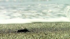 Tortugas marinas: entre la conservación y la extinción