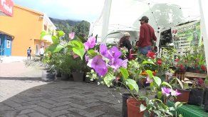 Desarrollaron la primera feria de floricultores en Boquete