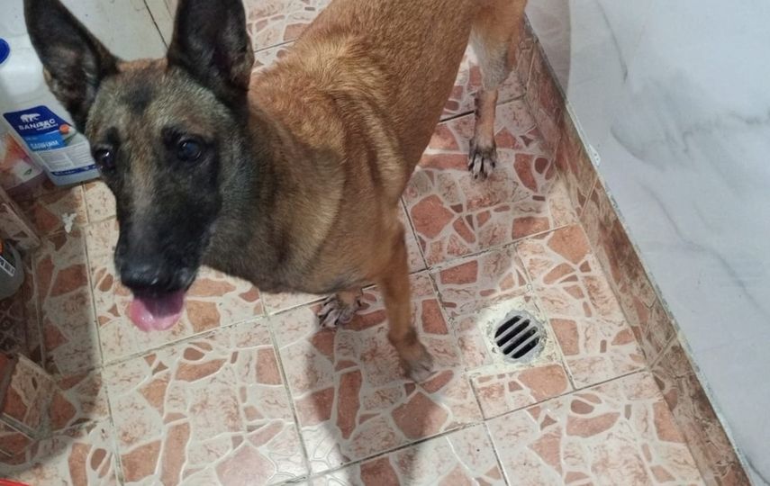 Unidad canina del SINAPROC