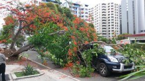 Árbol cae sobre un auto en San Francisco