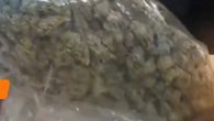 Detectan presunta marihuana hidropónica. Detectan presunta marihuana hidropónica.