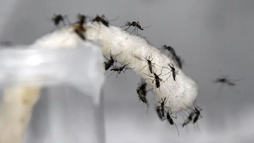 MINSA declara alerta sanitaria en Panamá