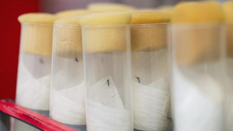 Misión científica de Estados Unidos llega a Colombia para estudiar el zika