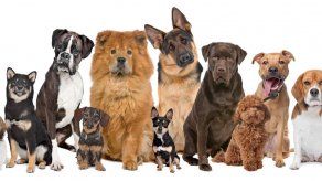 Los perros procesan lenguaje en zonas distintas del cerebro