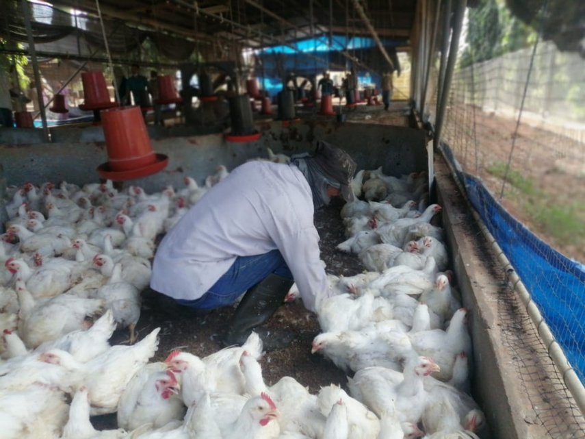 Gobierno culmina proyecto avícola con la entrega de 5 mil pollos Gobierno culmina proyecto avícola con la entrega de 5 mil pollos