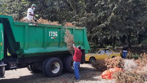 Jornadas de recolección de arbolitos de Navidad.