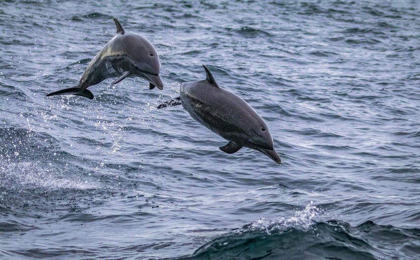 A estos grupos mencionados con anterioridad se unen otras poblaciones con menor frecuencia de avistamientos como algunos Pinnipedos como los lobos y elefantes marinos, las Orcas (Orcinus orca), Falsa Orca (Pseudorca crassidens), Delfin tornillo (Srenella longirostris), Delfín de Dientes Rugosos (Steno bredanensis) y hasta el Cachalote (Physeter macroceohalus); hay más especies, pero son aún menos frecuentes que las ya mencionadas. A estos grupos mencionados con anterioridad se unen otras poblaciones con menor frecuencia de avistamientos como algunos Pinnipedos como los lobos y elefantes marinos, las Orcas (Orcinus orca), Falsa Orca (Pseudorca crassidens), Delfin tornillo (Srenella longirostris), Delfín de Dientes Rugosos (Steno bredanensis) y hasta el Cachalote (Physeter macroceohalus); hay más especies, pero son aún menos frecuentes que las ya mencionadas.