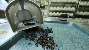 Aumentarán producción de moscas estériles en Panamá Aumentarán producción de moscas estériles en Panamá