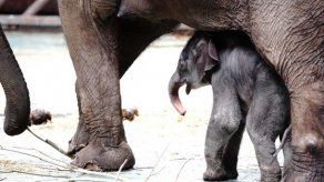 Zoo de Moscú muestra a elefante recién nacido