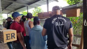 MiAmbiente informó que las aves exóticas se encuentran en buen estado de salud.