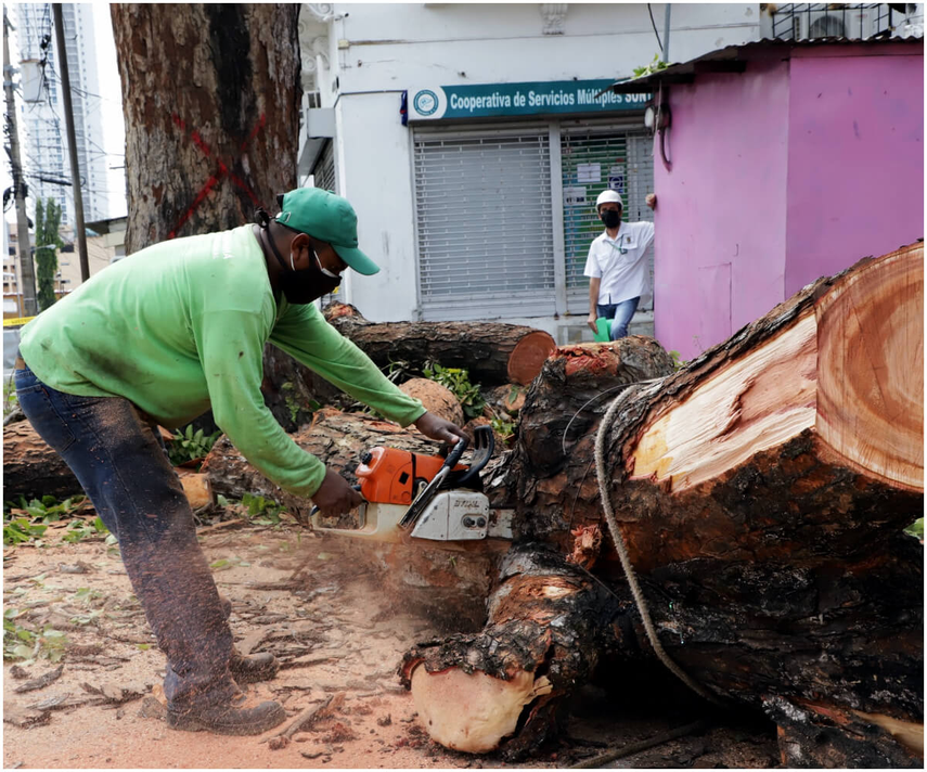 Analizarán árboles en la ciudad de Panamá que presenten riesgos para la seguridad