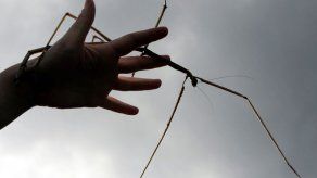 El insecto más largo del mundo es un fásmido descubierto en China