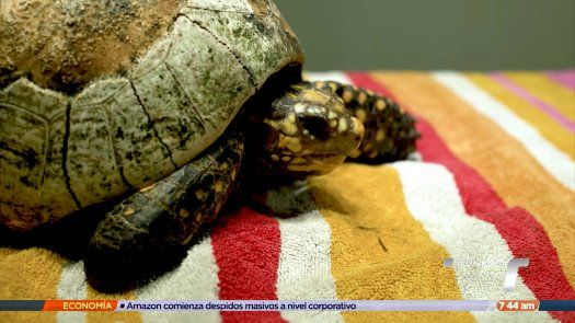 TR Verde: Impacto de quema de herbazales en tortugas y otras especies