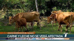 MIDA intensifica operativos para controlar brote de gusano barrenador MIDA intensifica operativos para controlar brote de gusano barrenador