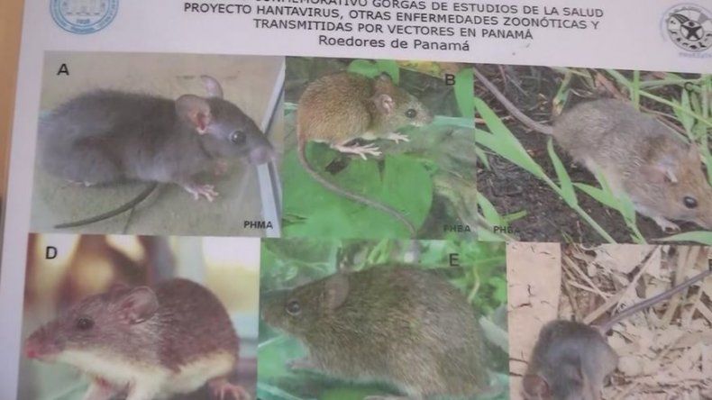 Aumentan a 26 los casos de hantavirus en Los Santos