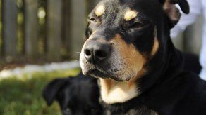 Perro llamado Lázaro sobrevive a inyección letal en EEUU