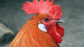 Aplazan juicio de un gallo francés acusado de cantar demasiado temprano