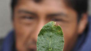 Colombia erradicó 15.000 hectáreas de coca el año pasado en suroeste del país