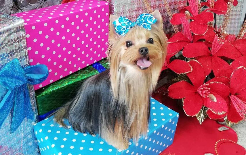 Cuida a tus mascotas durante la navidad