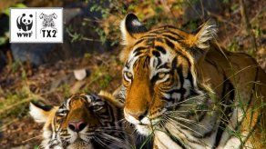 El WWF exige el cierre de las granjas de tigres