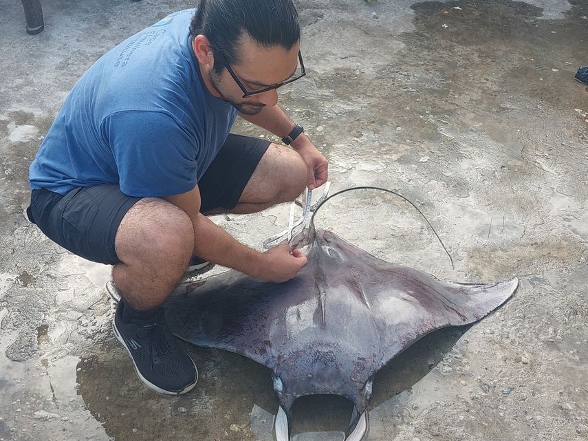 Jorge Morales midiendo un espécimen de manta pigmea. Jorge Morales midiendo un espécimen de manta pigmea.