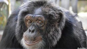 Centro para simios sale al paso de bulos sobre chimpancé de Michael Jackson