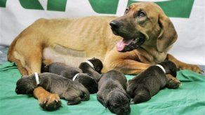 Mujer estadounidense recibe cinco perros clonados