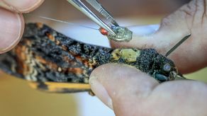 Se cree que las polillas migran miles de kilómetros entre Europa y África en otoño, volando de noche.