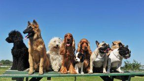 Zoológico exhibe perros de todo tipo de razas