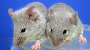 Diseñan anticuerpo que demostró eficacia contra el Alzheimer en ratones