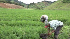 Empresarios piden a Varela que acelere soluciones a crisis agropecuaria