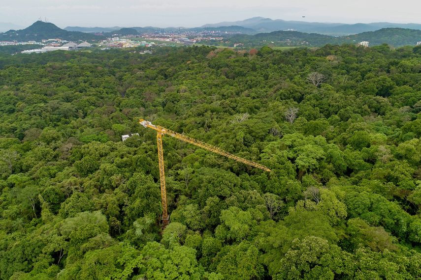 Sobre el dosel del bosque tropical