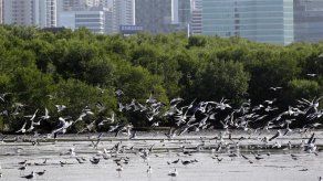 El humedal panameño se asfixia entre lujosos condominios y la contaminación