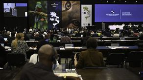 Esto reclaman la Unión Internacional para la Conservación de la Naturaleza (UICN) y oenegés en la Convención sobre el Comercio Internacional de Especies Amenazadas de Fauna y Flora Silvestres.