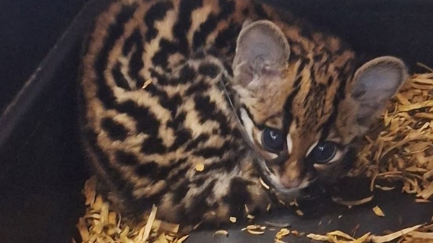 Manigordo de un mes de nacido fue atentidido por MiAmbiente.