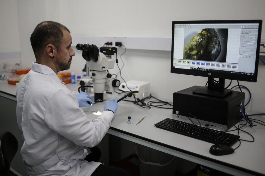 La especie bautizada con el nombre de Strophodus rebecae fue hallada en el municipio de Zapatoca